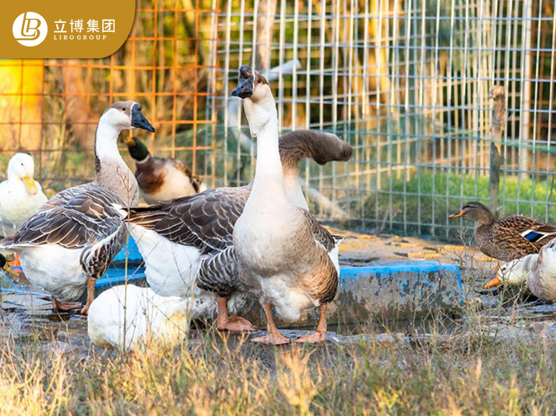 狮头鹅原种保护繁育基地